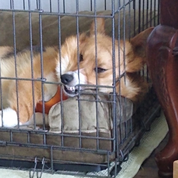 Meet your Posher, Meredith - Picture 1 of 1